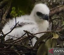 Anak Burung Elang Baru Menetas